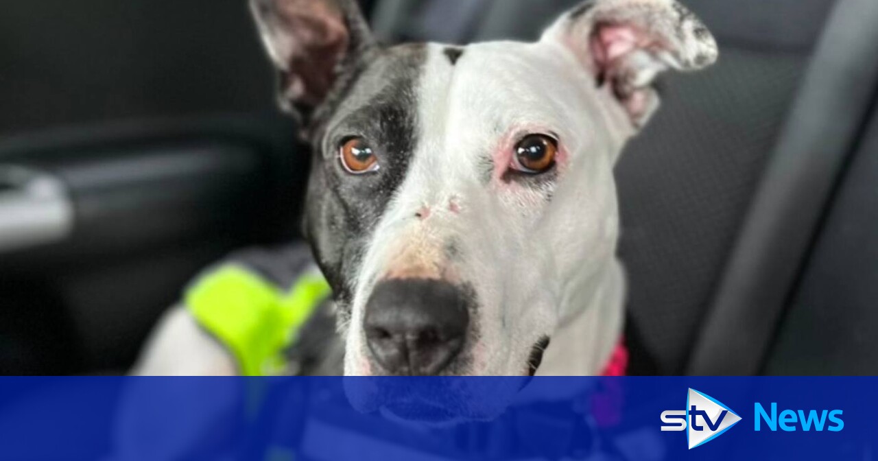 Scotland’s ‘loneliest’ dog finds forever home after 767 days at shelter