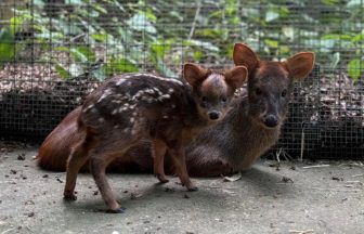 World’s smallest deer fawn called Gia born at Edinburgh Zoo