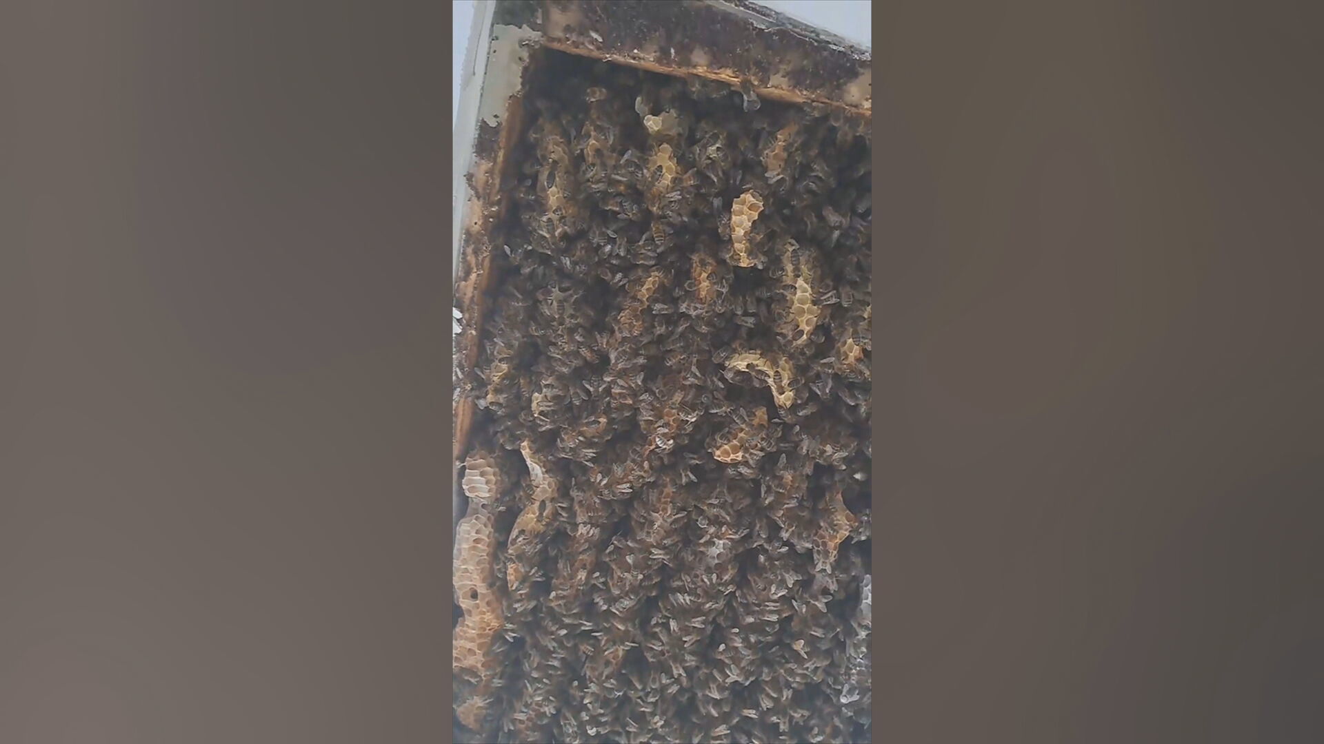 More than 150,000 bees have been rescued after they were discovered living in the ceiling of a property in Inverness