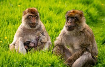 Safari park welcomes baby macaque to troop of endangered monkeys