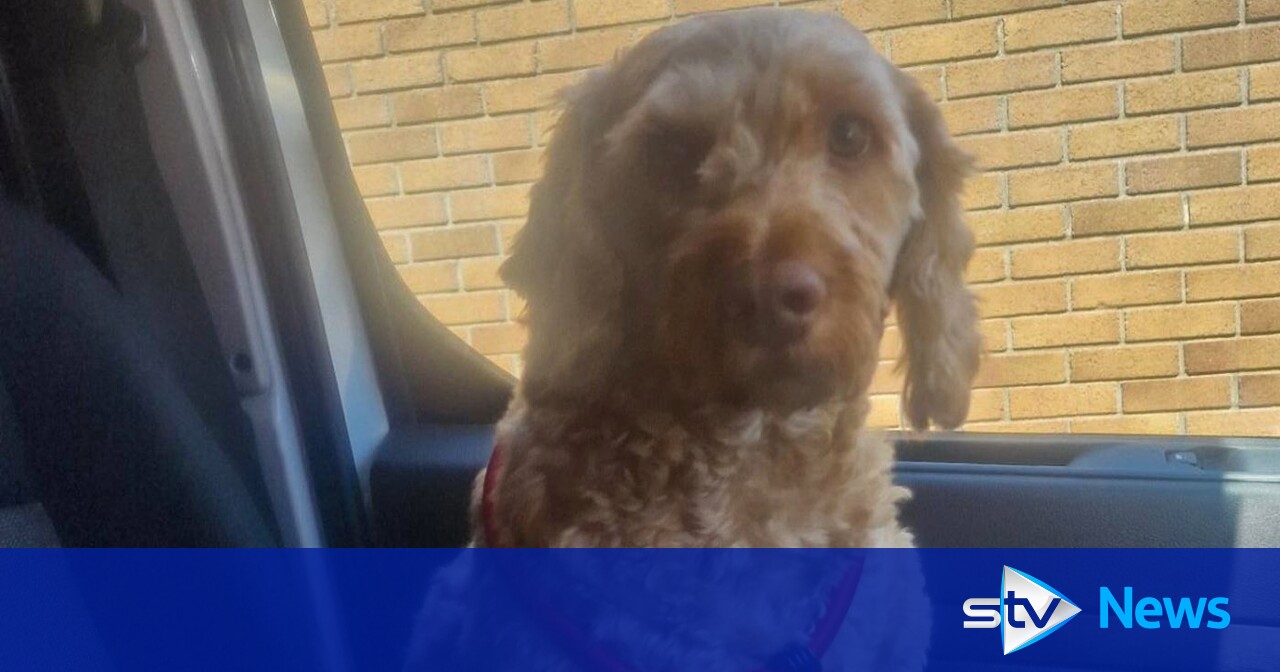 Dog reunited with owner after taking solo bus trip in Edinburgh | STV News