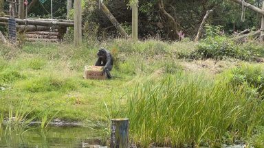 Blair Drummond zookeepers monitor primates’ behaviour on ‘Chimp Island’