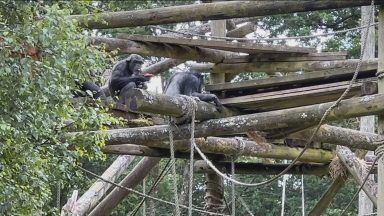 Keepers create ‘Chimp Island’ at Blair Drummond Safari Park