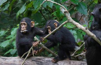 St Andrews University study finds ‘amazing’ similarities between chimpanzee and human conversations