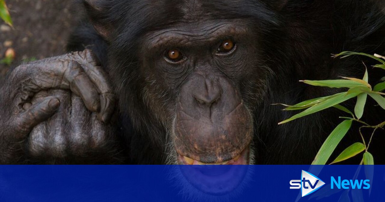 Chimpanzee dies after fight breaks out within troop at Edinburgh Zoo ...