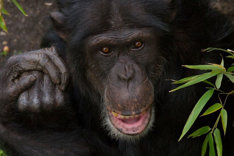 Rene, a chimpanzee at Edinburgh Zoo, died after the fight.