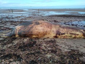 Public urged to avoid beach after seven-metre whale washes up