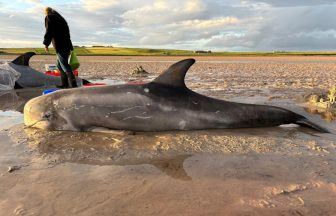 Orkney residents help save three stranded Risso dolphins washed ashore