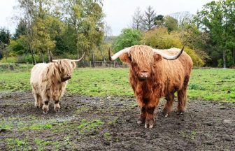 Scam website selling country park’s Highland cows