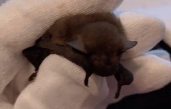 Baby bat returned home after 150-mile trip hiding in couples holiday suitcase in Glasgow