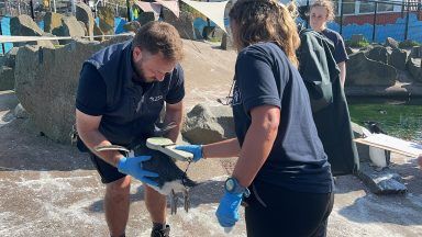 Happy feet as Edinburgh Zoo penguin chicks get first vaccines