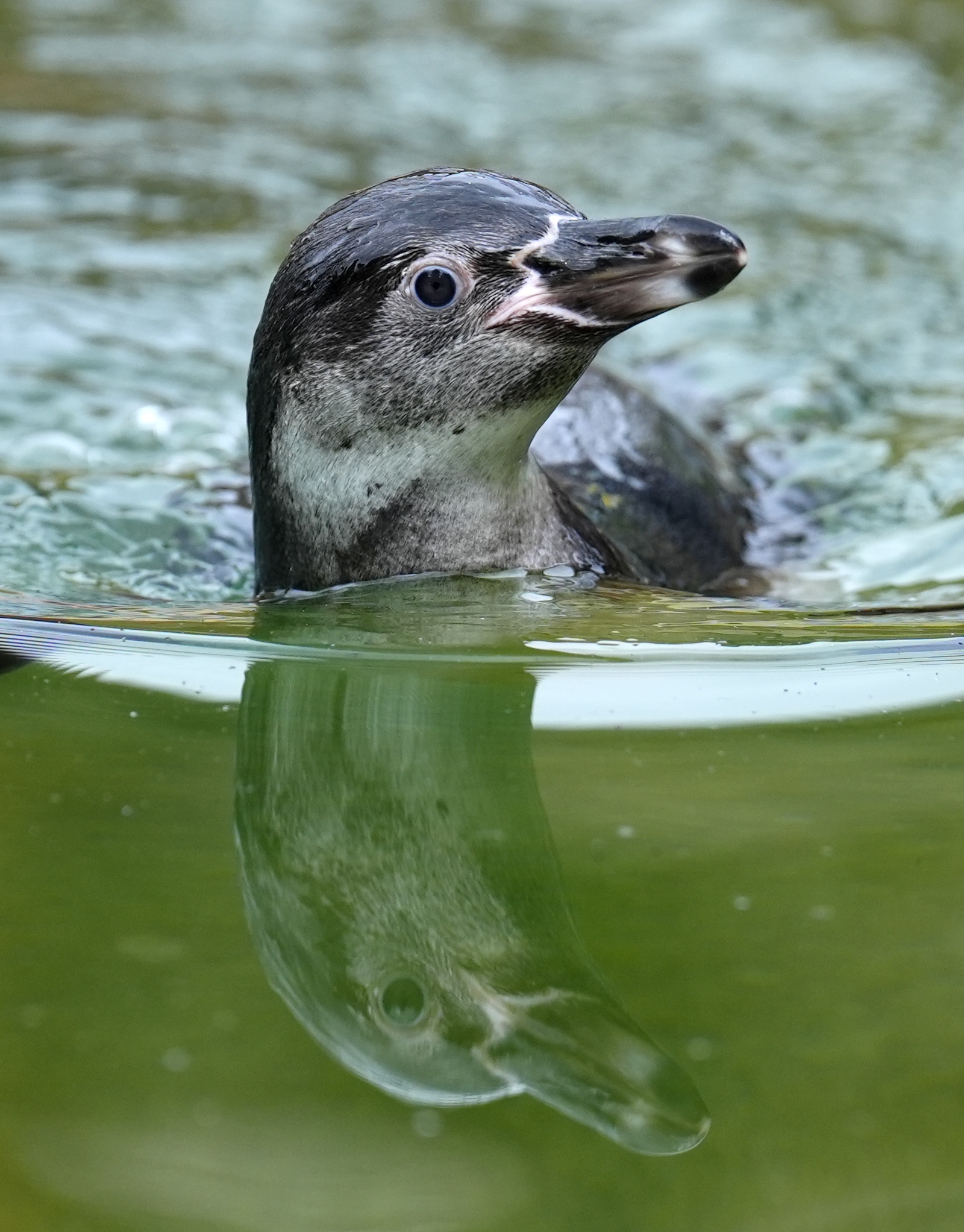 Nugget one of three recently born Humboldt penguin chick at Blair Drummond Safari and Adventure Park, near Stirling. Picture date: Friday July 19, 2024.