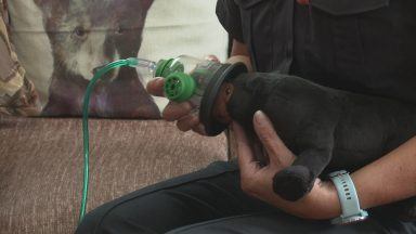 Dozens of life-saving kits for pets donated to Scottish fire crews 
