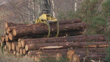 Forestry sector sees growth as industry to focus on green future
