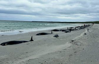 Medics euthanise 12 whales found alive among mass stranding of 77 on Orkney
