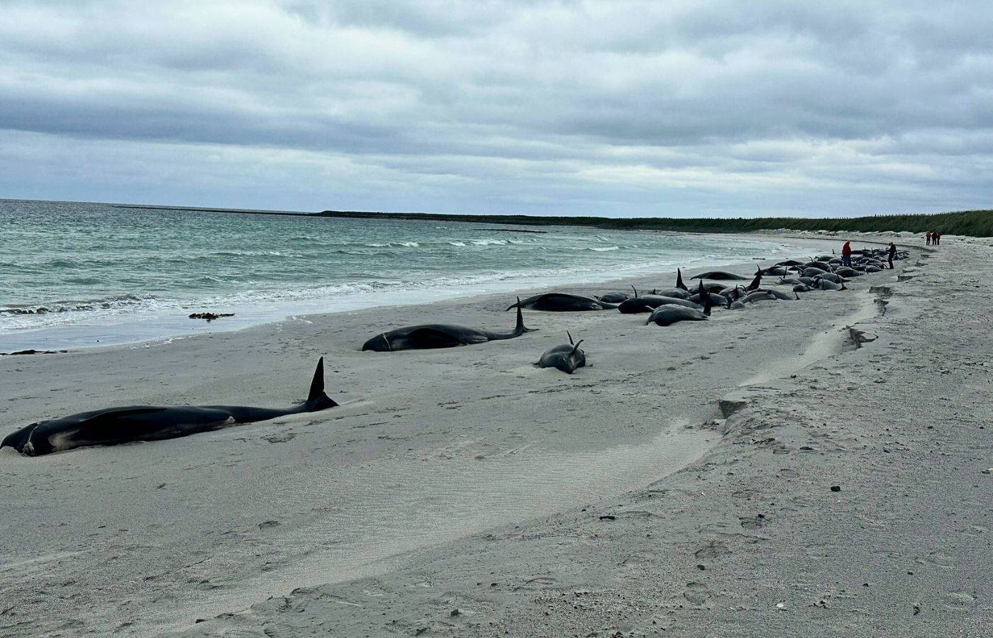 On 11 July 2024 at about 10:45am, British Divers Marine Life Rescue received a report of a mass stranding of up to 100 long-finned pilot whales on the isle of Sanday in Orkney.