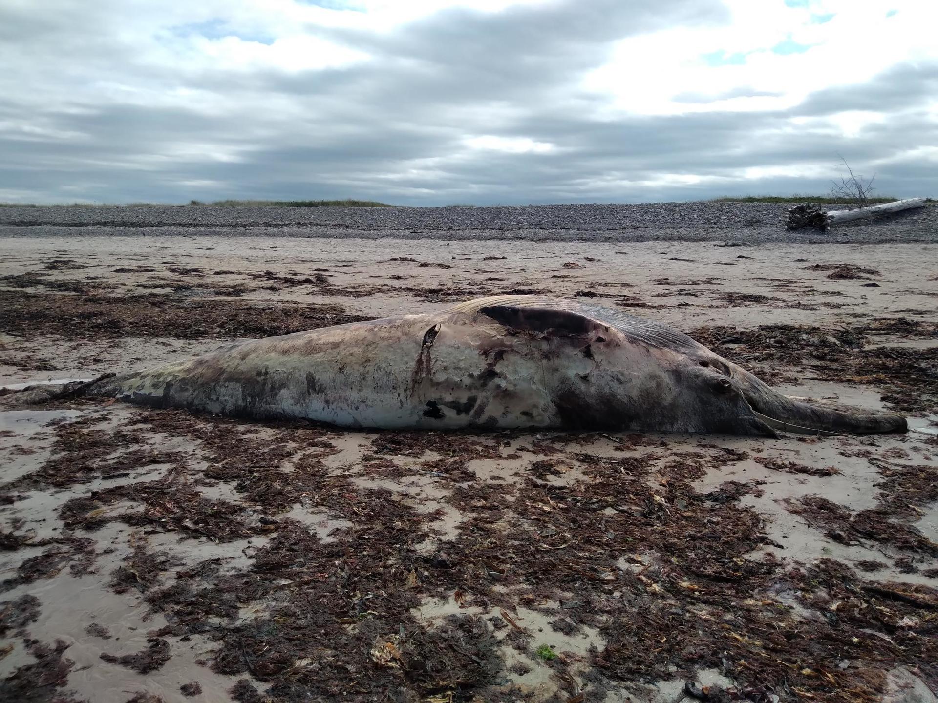 Stranded whale in Lossiemouth