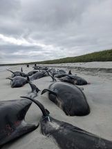 Specialists trying to determine cause of mass whale stranding on Orkney