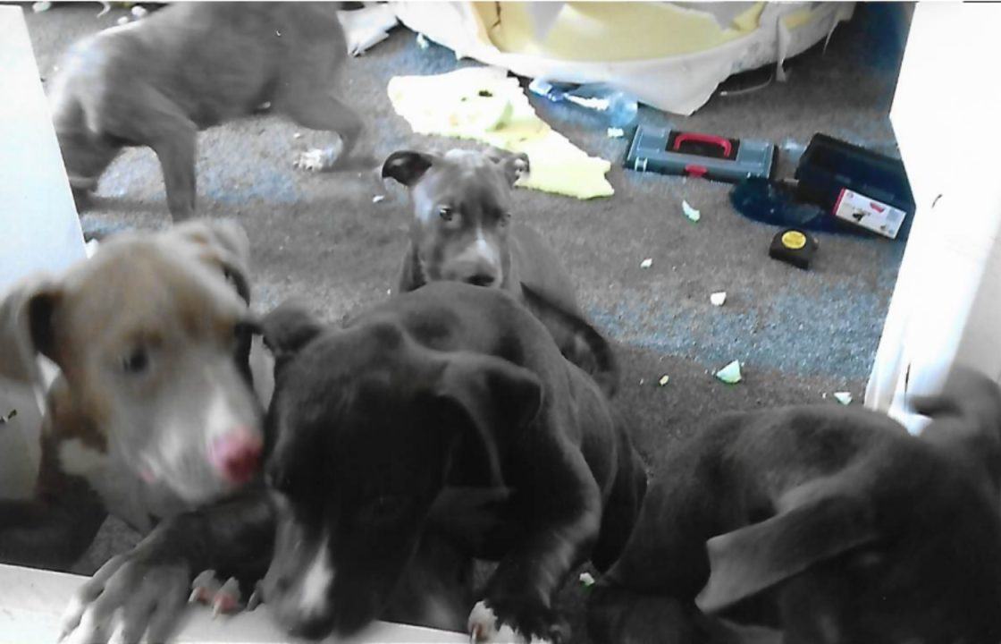 Dog walker Shaun McCourt jailed after Mastiff and puppies found in faeces-ridden flat in Aberdeen