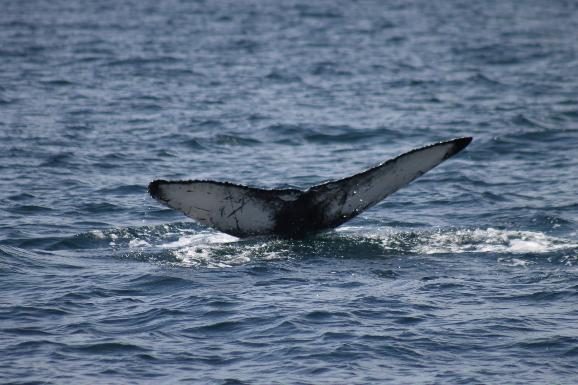 Photos of the new sighting were then sent to Lyndsay McNeill at Scottish Humpback ID.