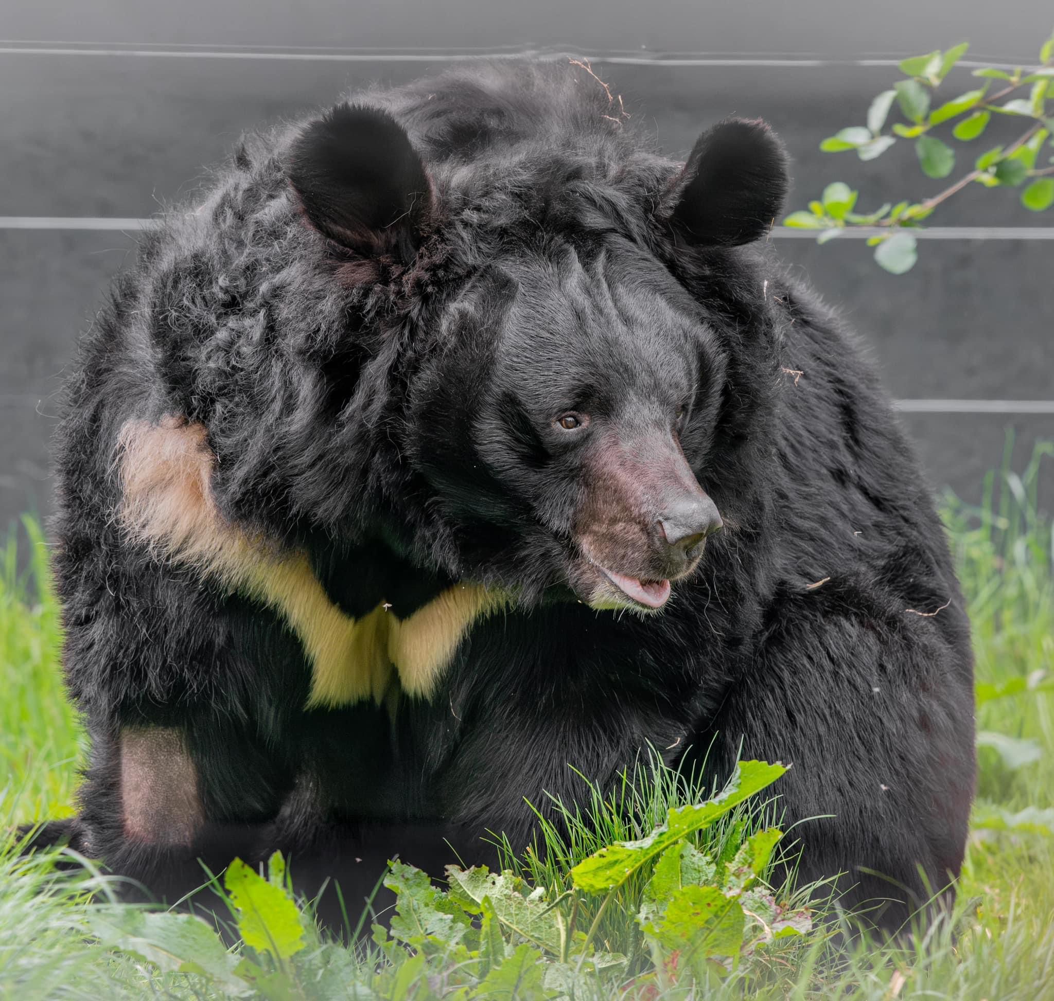 Five Sisters Zoo confirmed that the 12-year-old Asiatic Black Bear, named Yampil, passed away.