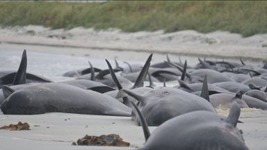 Investigation underway after largest whale stranding for a century