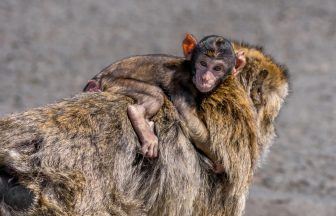Blair Drummond Safari Park welcomes second endangered Barbary macaque baby of the year