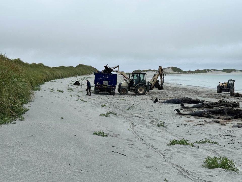 Whale skeleton to go on display in Orkney in ‘memorial’ to mass stranding