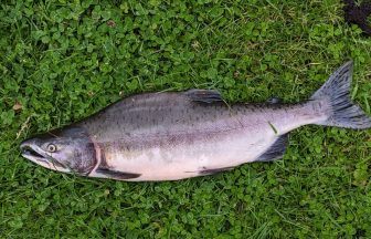 Invasive fish caught in popular Scots river as anglers warned to ‘stay vigilant’ in Moray