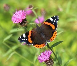 Public urged to join butterfly count as species spread north with climate change