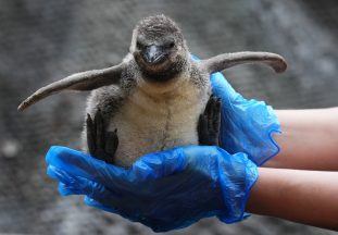 Blair Drummond Safari Park welcomes two penguin chicks born into growing colony 