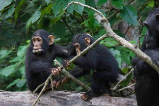‘Amazing’ similarities between chimpanzee and human conversations – study