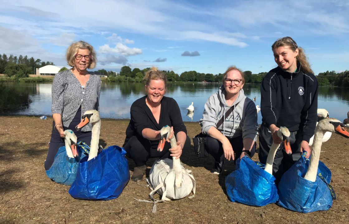 ‘Dehydrated’ swans rescued from pond at Glasgow’s Knightswood Park over low water levels