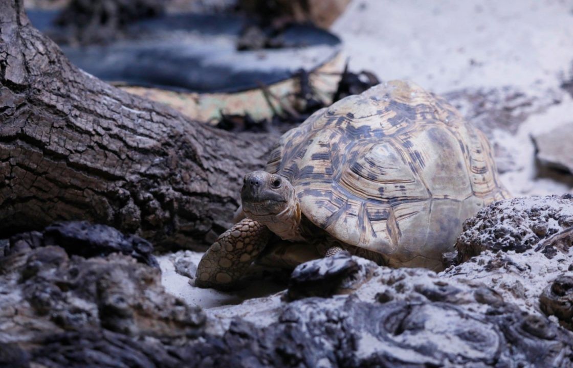 Huge leopard tortoises the weight of ’24 pack of Irn-Bru’ arrive at Edinburgh Zoo