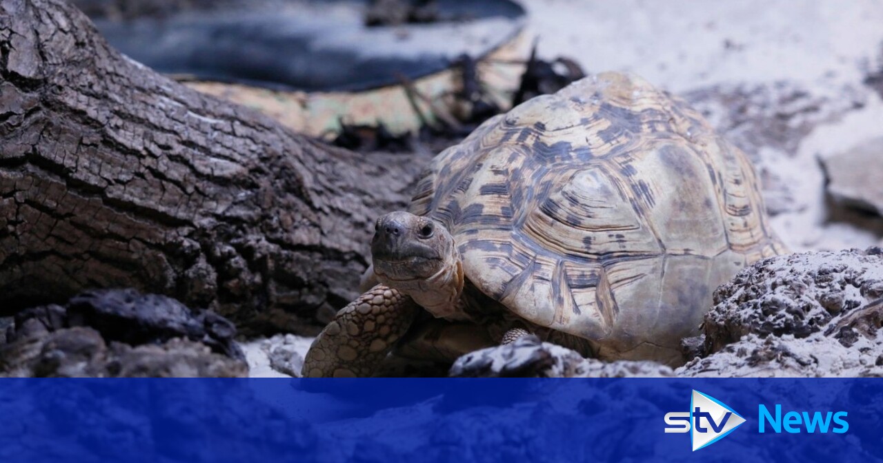 Huge leopard tortoises the weight of '24 pack of IrnBru' arrive at