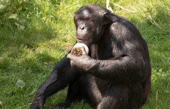 Chimpanzee injured in fatal troop fight at Edinburgh Zoo returns to enclosure