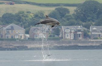 Bottlenose dolphins spotted leaping out of water along River Clyde in Greenock