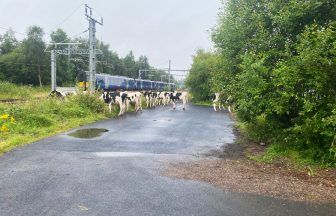 Herd of cows on train tracks cause havoc on Edinburgh to Glasgow mainline