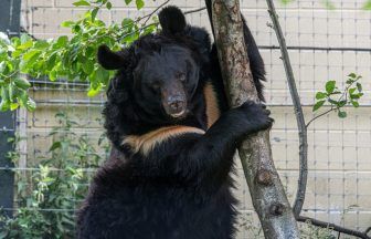 Black bear rescued from abandoned Ukraine zoo dies after suffering with PTSD, Five Sisters Zoo confirms