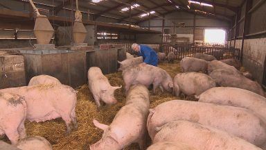 Pig farmers call for tighter checks on EU meat amid surge in African Swine Fever