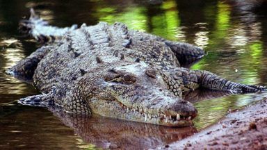 Child missing in suspected crocodile attack in Australia’s Northern Territory
