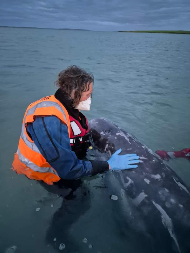 British Divers Marine Life Rescue (BDMLR) responded to reports of three Risso's dolphins caught in a bay in Orkney over the weekend. 