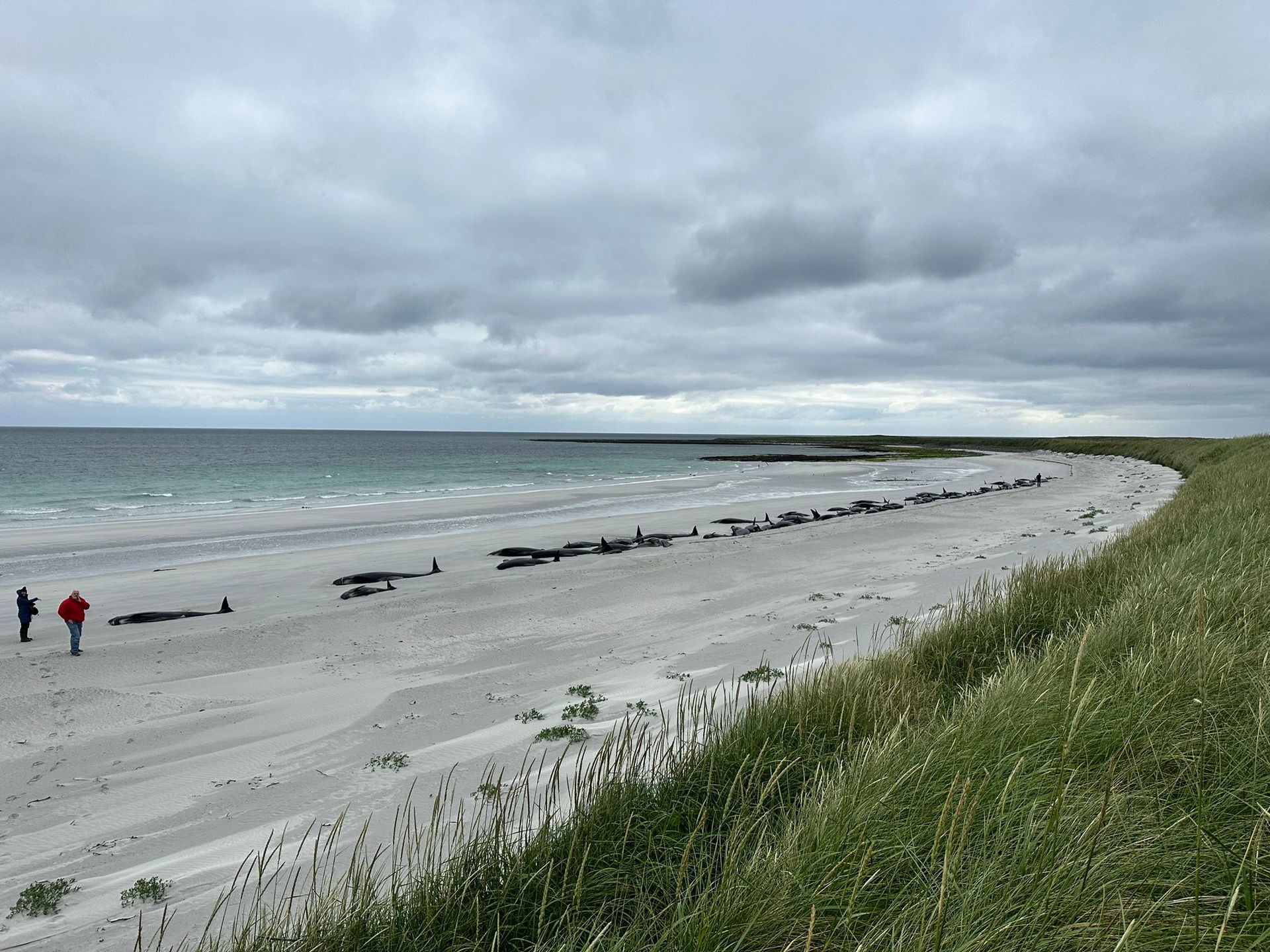 Around 77 of the animals were discovered high up on the isle of Sanday.