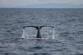 Cruise passengers ‘squeal with excitement’ after spotting never-before-seen whale