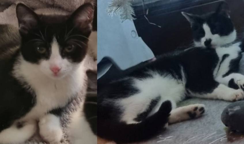 Two cats from same family die after suspected antifreeze poisoning in Fife