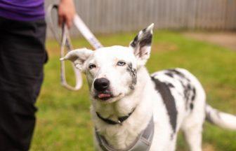 Deaf Border Collie ‘desperately’ seeking owner after two years at shelter in Lanarkshire