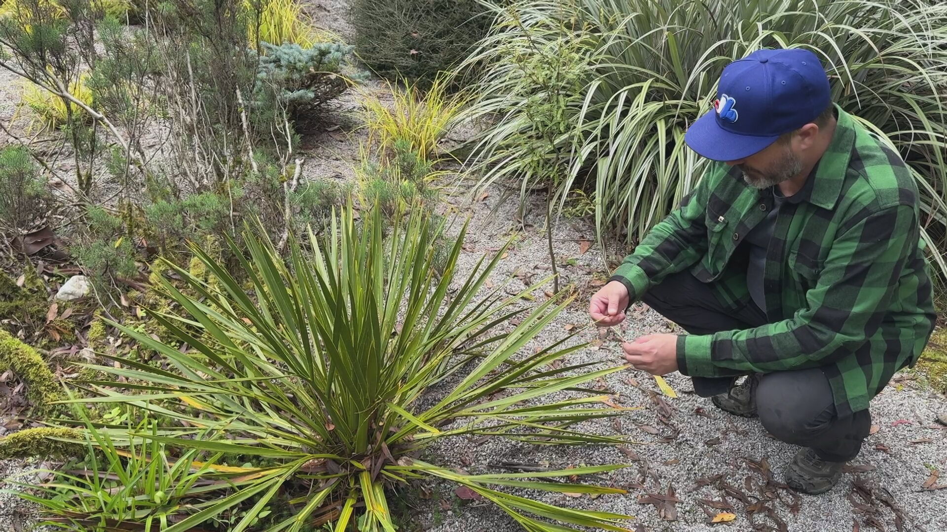 Matthew inspects plants in the garden