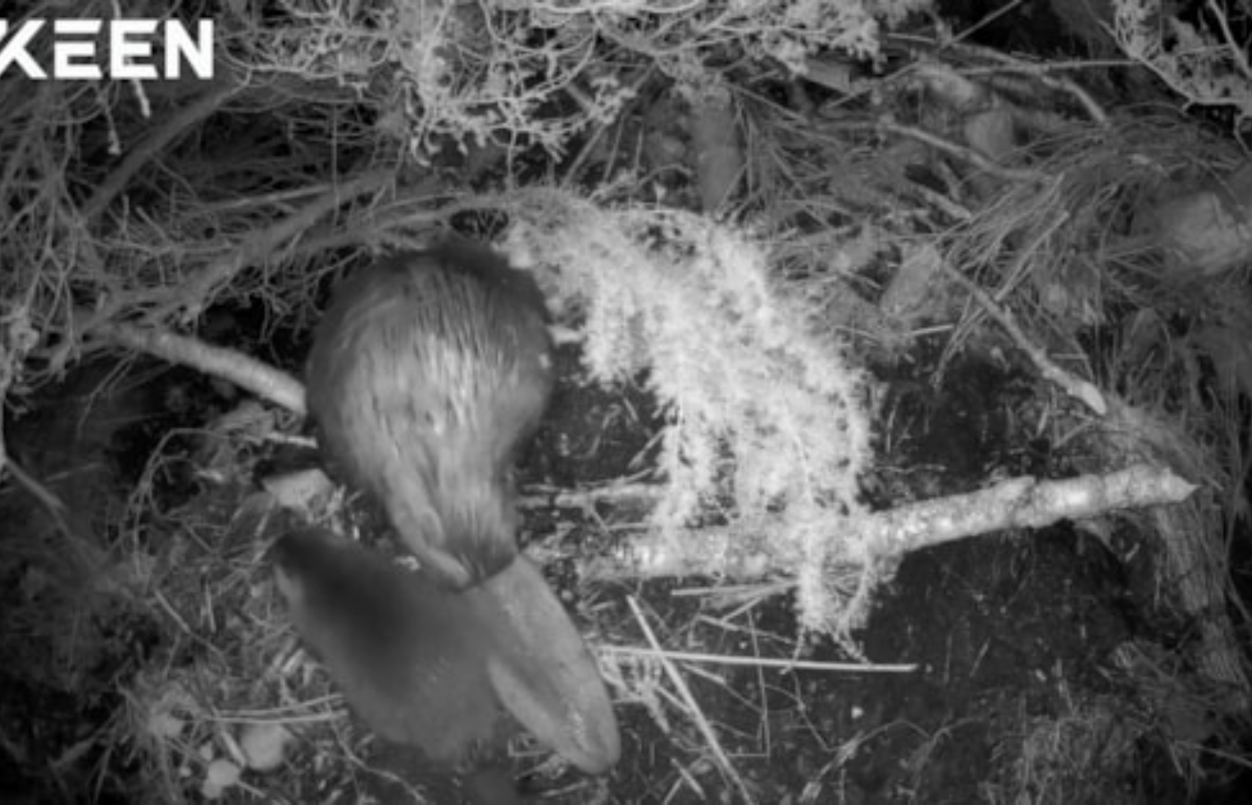 Cairngorms National Park announced that the beaver kits were born to two of the six groups that were recently released. 