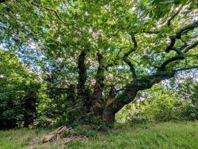 Dozen ‘magnificent oaks’ in running for UK’s Tree of the Year competition