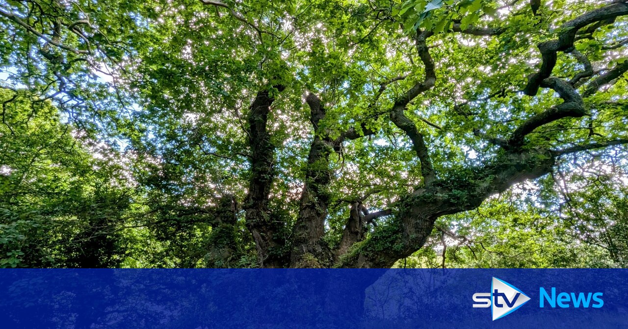 Dozen ‘magnificent oaks’ in running for UK's Tree of the Year ...